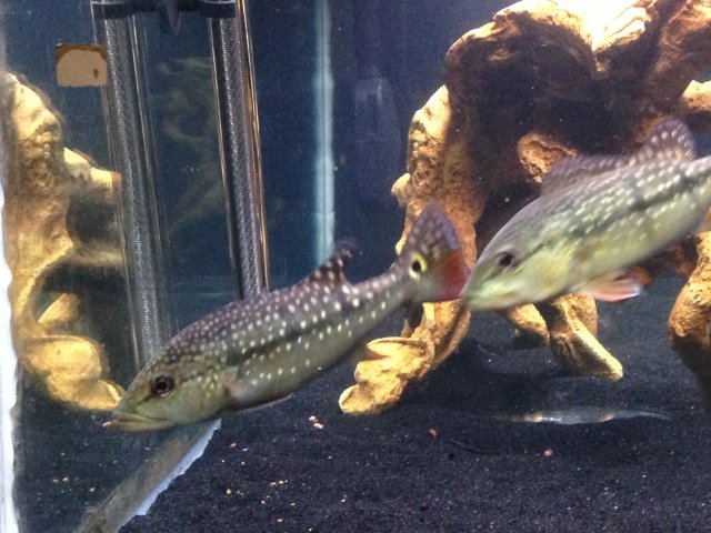 IMG_0537.JPG