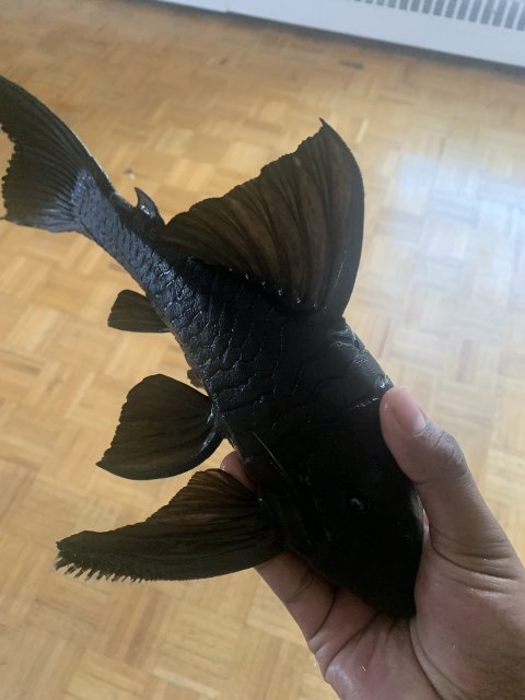 For Sale LARGE BLUE EYED PLECO