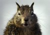 SQUIRREL2499x355.JPG
