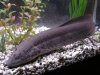 Chompers the Lungfish 007.jpg