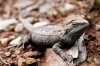 800px-Bearded_dragon04.jpg