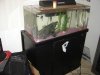 fishtank.JPG