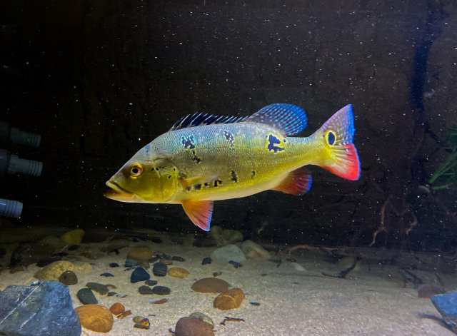 Rainbow 2.jpg Rainbow 2.jpg