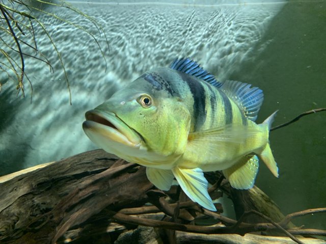 0CEE9775-162D-4674-BDFE-7FC63A86066C.jpeg 0CEE9775-162D-4674-BDFE-7FC63A86066C.jpeg