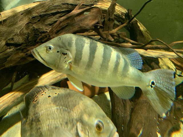 107C1D05-3B7B-4FFE-BD3A-F595CF00ACB3.jpeg 107C1D05-3B7B-4FFE-BD3A-F595CF00ACB3.jpeg