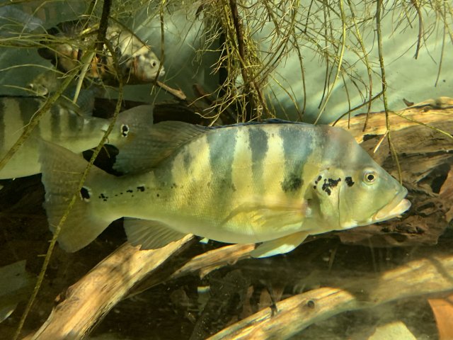 65A96478-43C8-4DF2-A119-7F07B16ED839.jpeg 65A96478-43C8-4DF2-A119-7F07B16ED839.jpeg