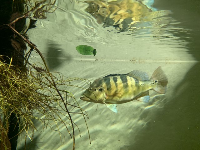 17686B9D-2404-49AD-9749-4F217345F6F6.jpeg 17686B9D-2404-49AD-9749-4F217345F6F6.jpeg