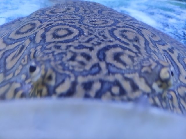 IMG_20201004_122731.jpg
