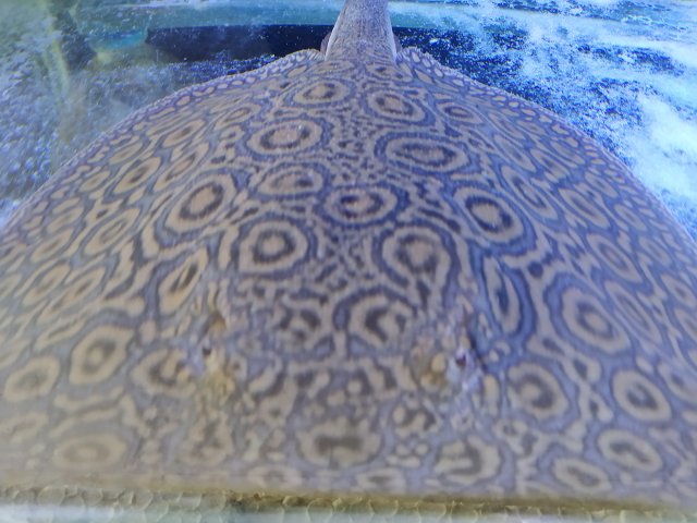 IMG_20201004_122705.jpg