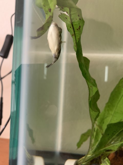 3C399CA0-E83D-44DF-A3A5-E1379FC5EBF4.jpeg 3C399CA0-E83D-44DF-A3A5-E1379FC5EBF4.jpeg