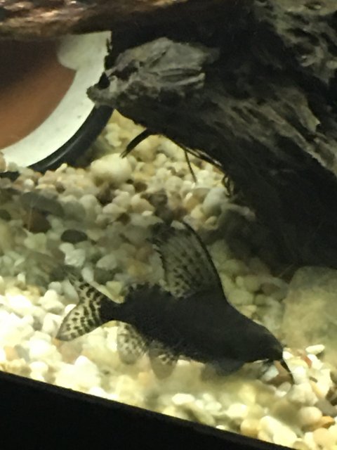 catfish 1.jpg