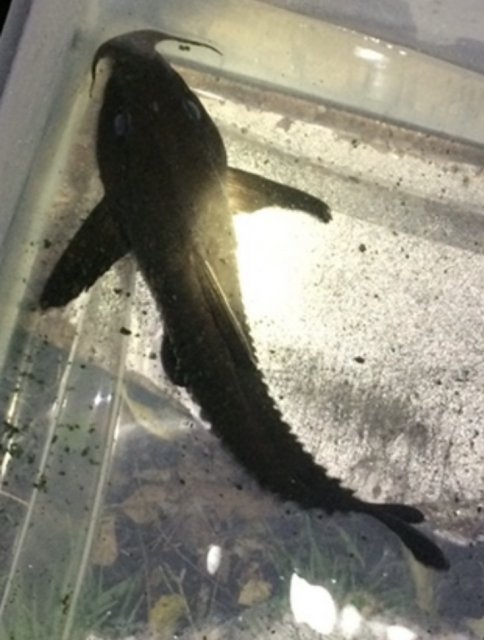 Oxydoras niger (Ripsaw Catfish)