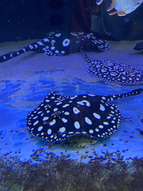 BD in tank.jpg