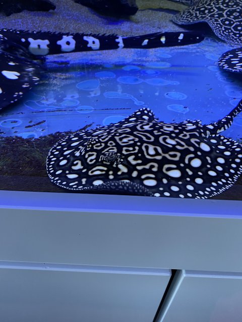 Hybrid in tank.jpg