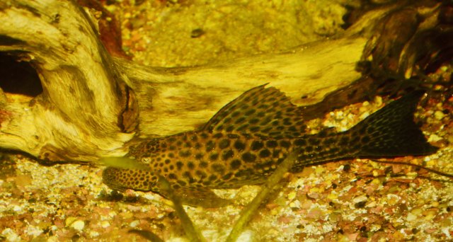 31A56E54-ADC0-48B3-9F14-C1A7222E8A07_1_201_a.jpeg 31A56E54-ADC0-48B3-9F14-C1A7222E8A07_1_201_a.jpeg