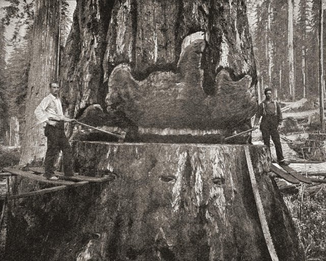 cutting-down-a-giant-california-redwood-ken-welsh.jpg