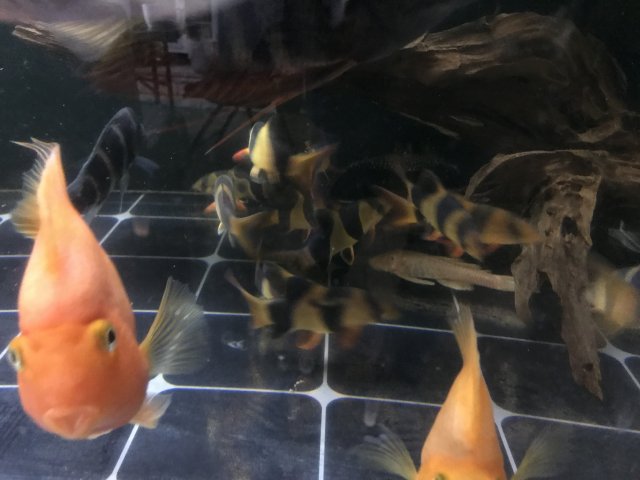 D22E0A19-4C2E-40B2-A12C-009606751B27.jpeg
