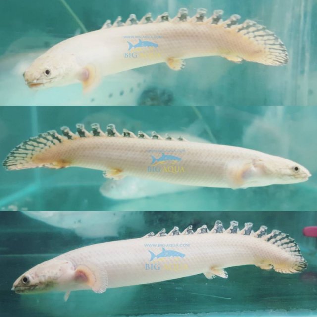 Platinum Ornate Bichir 3.jpg