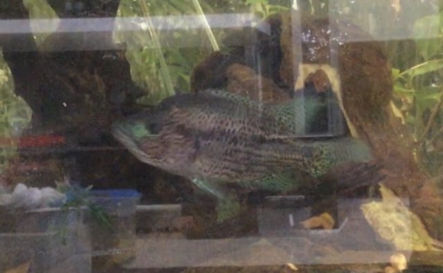 17392106-1D47-4151-9D20-2B421D25F4B7.jpeg 17392106-1D47-4151-9D20-2B421D25F4B7.jpeg