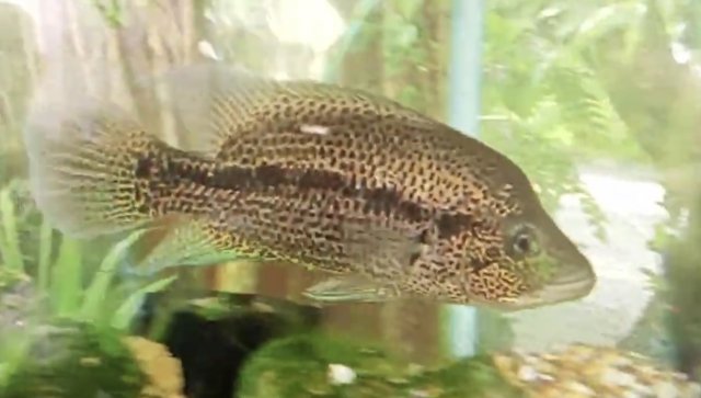 A4896CD9-E56A-4066-A551-CE8242764A2C.jpeg A4896CD9-E56A-4066-A551-CE8242764A2C.jpeg