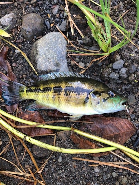 IMG_3871.JPG IMG_3871.JPG