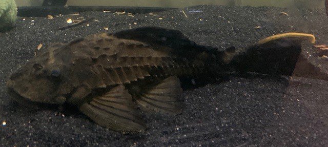 pleco2.jpg