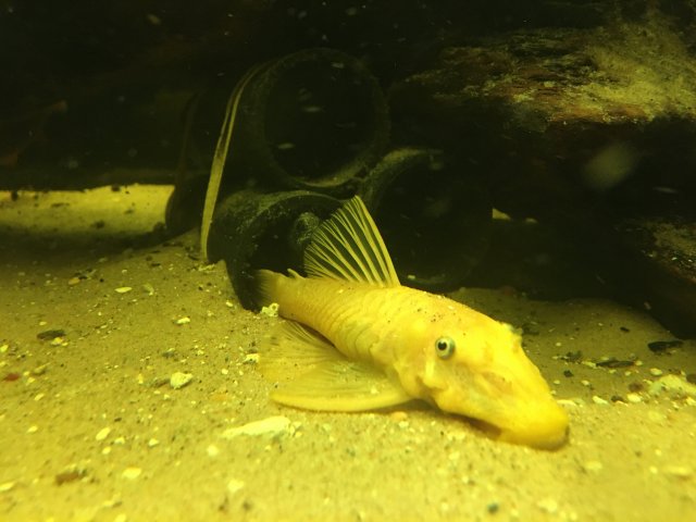 54082160-E45A-4A04-AB0F-BD8CF0B6D023.jpeg
