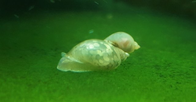 How Snails are Made.jpg
