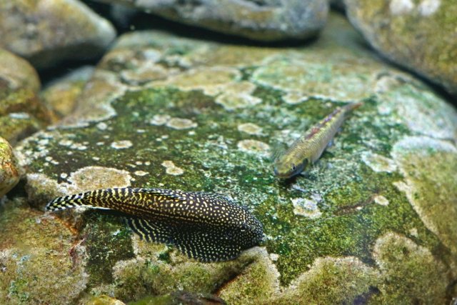 S. Lineolata with stiphodon.jpg