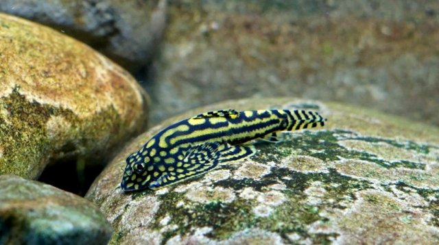 Sewellia Lineolata Gold Morph.jpg