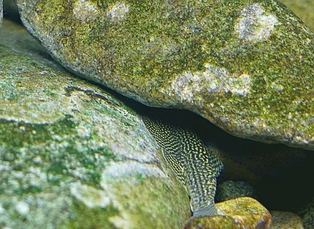 Spotted Loach Hiding Spot.jpg