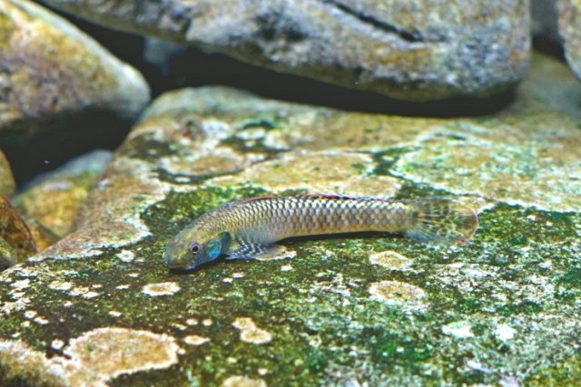 Stiphie Grazing Algae 2.jpg