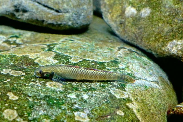 Stiphie Grazing Algae 3.jpg