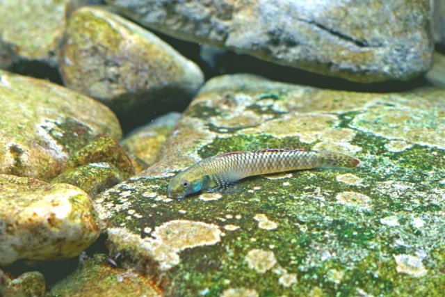 Stiphie Grazing Algae.jpg
