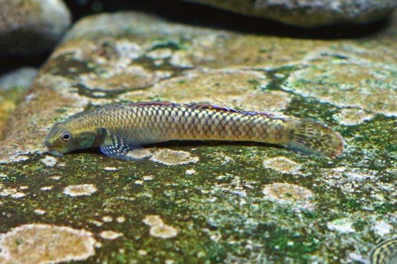 Stiphodon Female.jpg