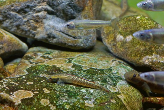 Stiphodon with Horsemouth Shoal.jpg