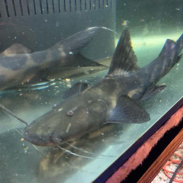 exoticfishshop.com-flash-shovelnose-catfish-012.jpg
