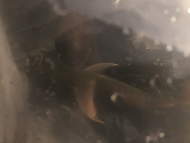 7F7BBD53-2FDE-4A86-87E6-C79E4903DC6D.jpeg