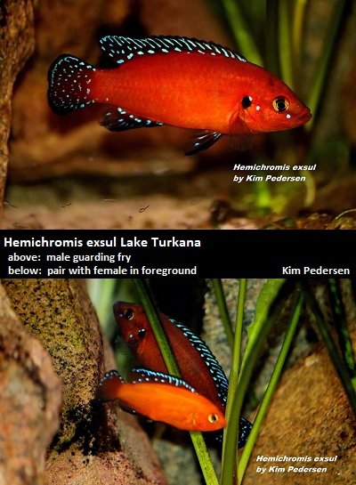 dave's rare aquarium fish