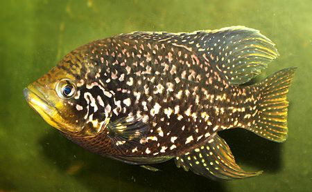 1603980136972.png 1603980136972.png