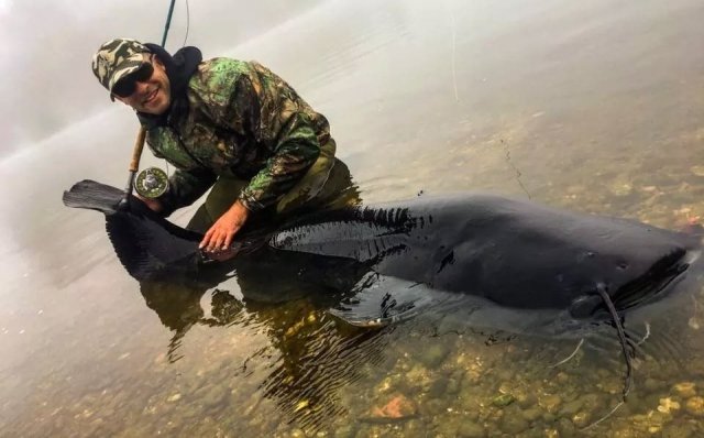 Melanistic Wels Catfish 1.jpg