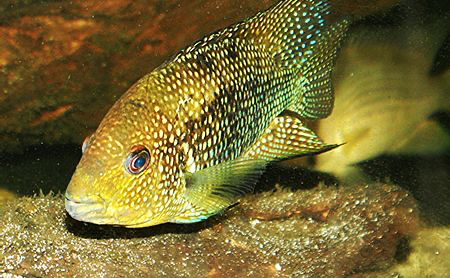 1604175017402.png 1604175017402.png