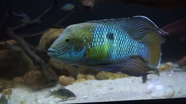 maxresdefault.jpg maxresdefault.jpg