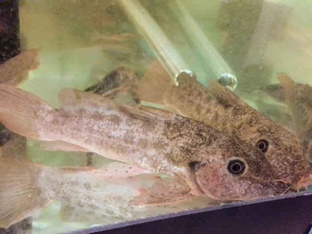 giraffe nose catfish.JPG