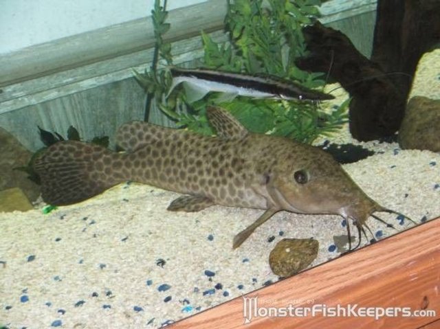 8006-85-giraffe-nosed-catfish-BCaphk.jpg