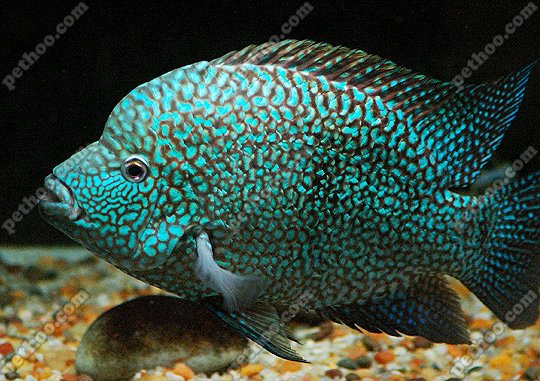 Green-Texas-Cichlid.jpg