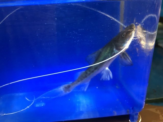 exoticfishshop.com-Brachyplatystoma-filamentosum-catfish-1.jpg exoticfishshop.com-Brachyplatystoma-filamentosum-catfish-1.jpg