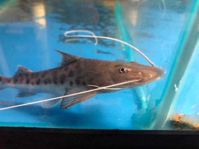 exoticfishshop.com-filemntosum-catfish-04.jpg exoticfishshop.com-filemntosum-catfish-04.jpg