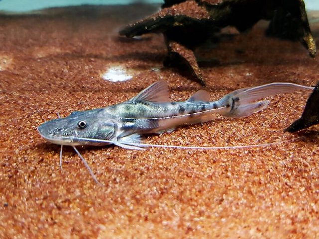 Brachyplatystoma-capapretum.jpg Brachyplatystoma-capapretum.jpg