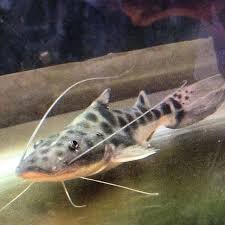 images (1).jpg images (1).jpg